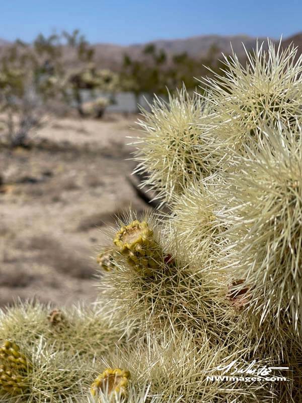 Photo of a Cholla Cactus