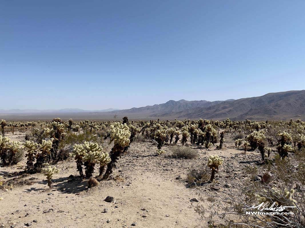 Wide photo of Cholla Cactus Garden