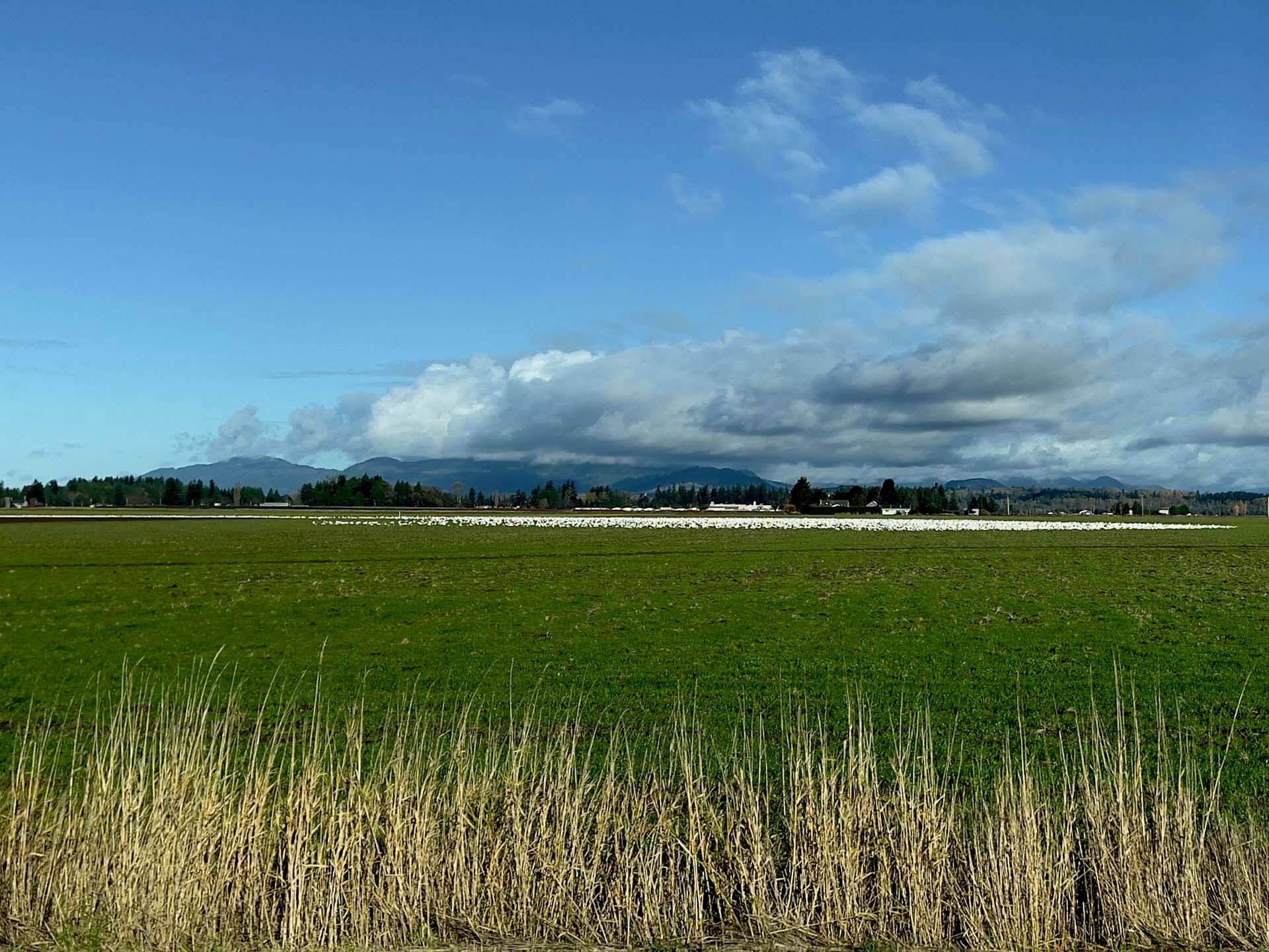 Snow Geese in field