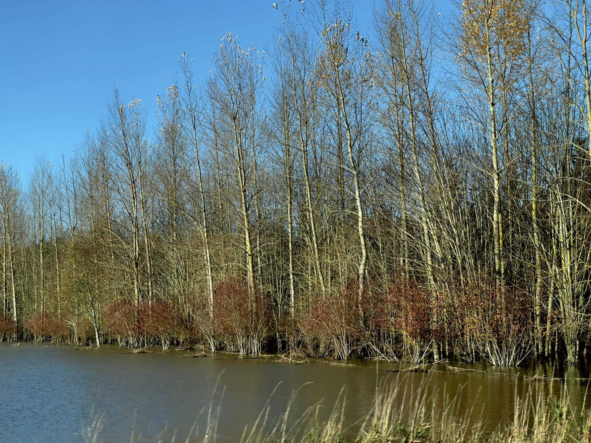 Thomas Creek and Samish River flooding