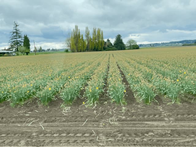 Daffodil field with dying blooms