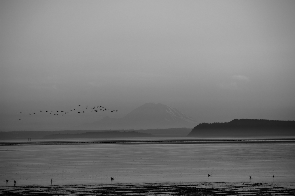 Photo of birds flying by Mt. Rainier from Livingston Bay